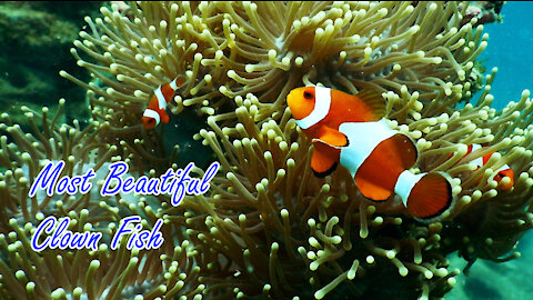 Most Beautiful Clown fish