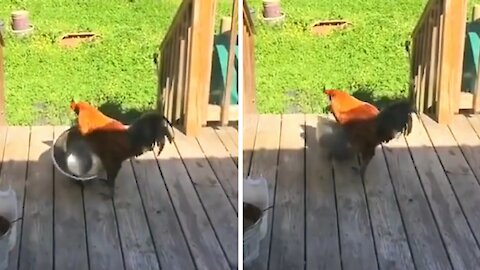 Rooster playing with aluminum bowl