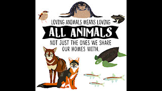 Loving All Animals [GMG Originals]
