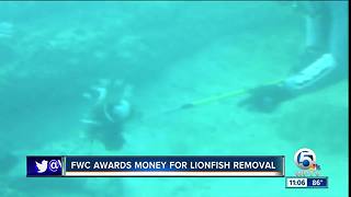 5 groups get $250,000 to research Florida lionfish removal