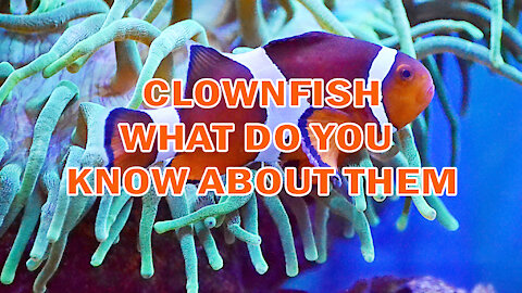 CLOWNFISH | WHAT DO YOU KNOW ABOUT THEM?
