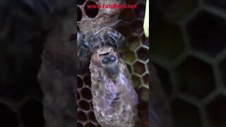 Queen Bee Is Hatching
