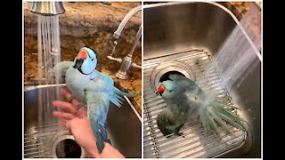 Bird Bath Time ,he is very happy