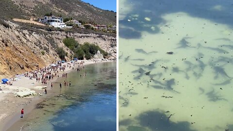 Massive amounts of sharks swim just offshore from large gathering of swimmers