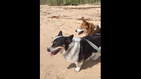 Happy Pups at the Beach
