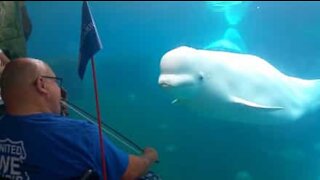 Cette baleine est fasciné par la mélodie du violon