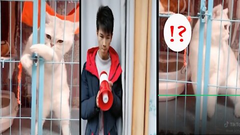 Cute cat try to open gate looking so funny&end to look cat reaction. You must watch this video.