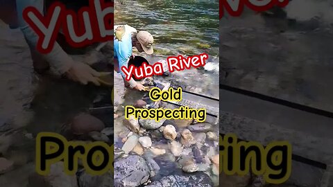 2023 Gold Rush! Slucing the Yuba River California! #shorts #prospecting #gold
