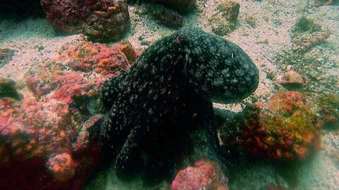 Black rock comes alive in front of surprised scuba diver