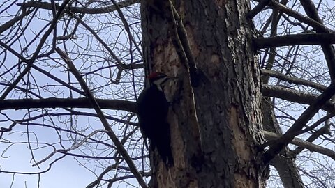 Pileated Wood Pecker is back 7