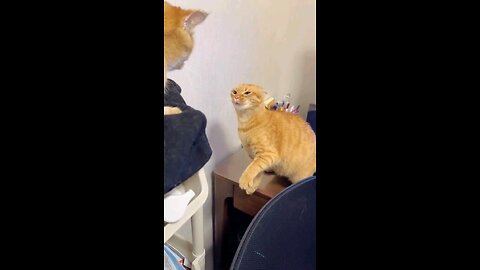 Pet Dominance Battle! Who is the Winner 😂😂😂 #funny #viral #shorts #pets #petfriendships