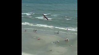WATCH: Predatory bird swoops off with 'shark-like fish' over beach (War)