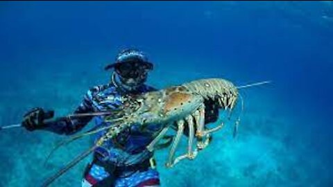 Catch Giant Lobsters