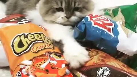Greedy Cat Claims Owner's Junk Food As His Own