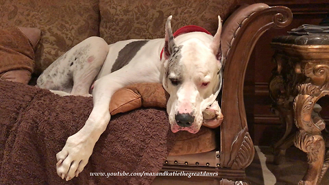 Great Danes and Cats Enjoy a Lazy Night by the Fireplace