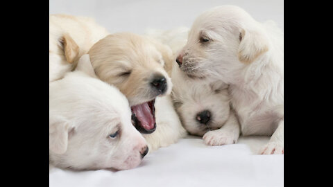 Cute Puppies! 21