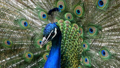 Peacock Sounds -Noises