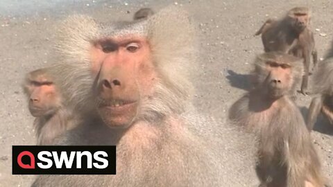 Saudi driver distributes food to group of HUMAN-LOOKING baboons