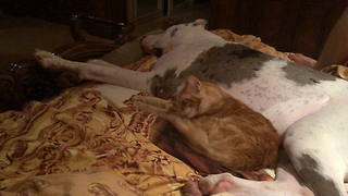 Cat calmly bathes while laying on sleeping Great Dane