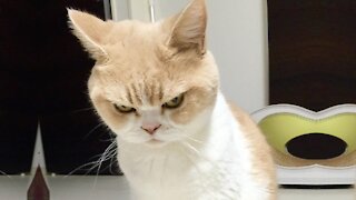 Funny Angry Cats Compilation