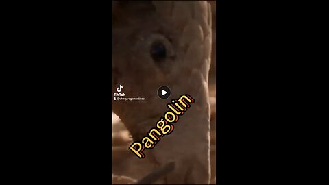 El Pangolín. Su cuerpo blindado, cubierto de escamas, es su armadura natural.