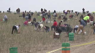 Owyhee Produce invites people to pick asparagus because of a worker shortage