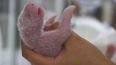 New-born Panda Reunited With Mother | Panda Babies | BBC Earth