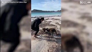 Instant de tendresse entre une maman kangourou et son petit