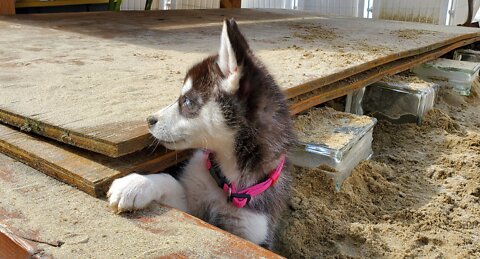 Husky chatter in the sandbox, so cute!