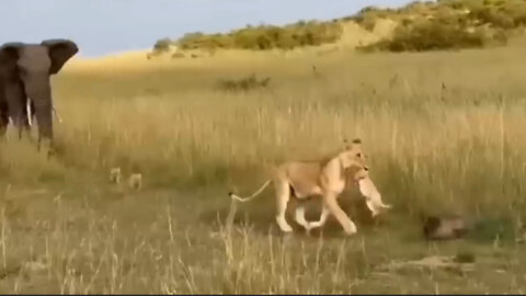 When a mother lion tries to save her child from an elephant attack