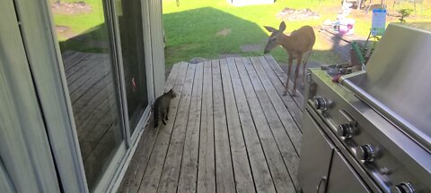 Deer scares the cat
