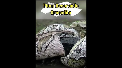 Píton Devorando Crocodilo #shorts