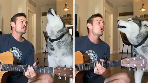 Husky singing along with his owner!