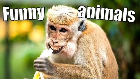 Funny Animals - Cute Animals Being Silly | New for 2023 | No canned laughter! Compilation