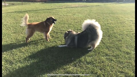 Big fluffy dogs playing in the sun!