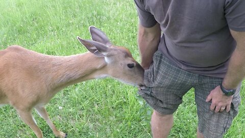 Stealthy wild deer incredibly pickpockets this man for corn