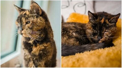 World's oldest living cat is nearly 27 and lives in England 'Special cat'