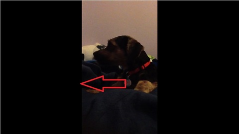 Mom sings lullaby to son, puppy "sings" with her