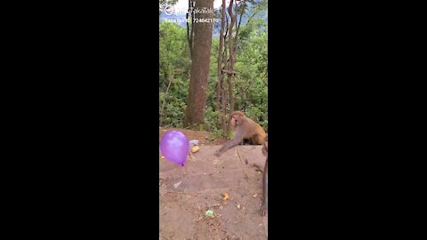 Monkey 🐒🐒🐒 Play on basketball funny game