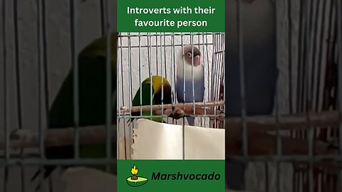 Introverts with their favorite person, when no one is looking #shorts #relatable #marshvocado #fyp