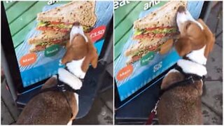 개가 광고판의 샌드위치를 ​​먹으려고 합니다.