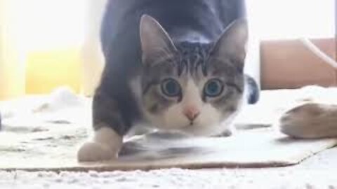 Get Your Daily Dose Funny Cat Fail