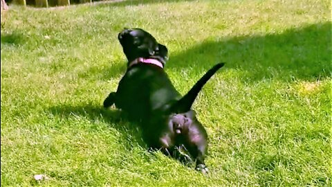 Rescued dog has funny method of scratching her belly