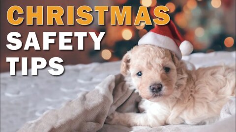 5 Christmas Safety Tips for Dogs