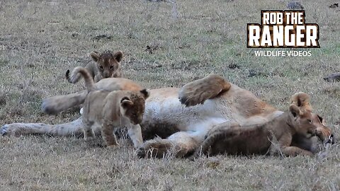 Lion Pride At The Waterhole | Ol Pejeta | Zebra Plains On Tour