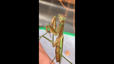 Beautiful golden mantis grooming herself.