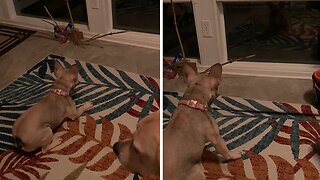 Puppy Hilariously Guards Home From Her Own Reflection