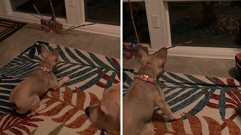 Puppy Hilariously Guards Home From Her Own Reflection