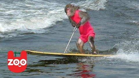 Waterskiing Monkeys