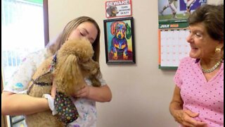 Delray Beach pet salon fighting to stay in business